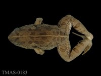 藏品(澤蛙)的圖片